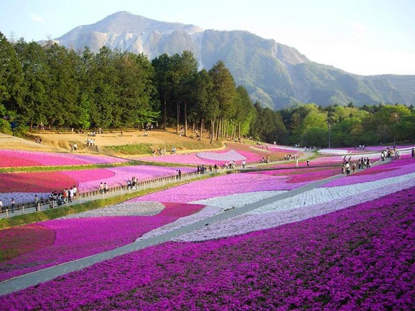 Ngoài ra, du khách cũng có thể đến các công viên, ở đây người ta trồng hoa shibazakura theo nhiều mô hình khác nhau với màu sắc khác nhau.